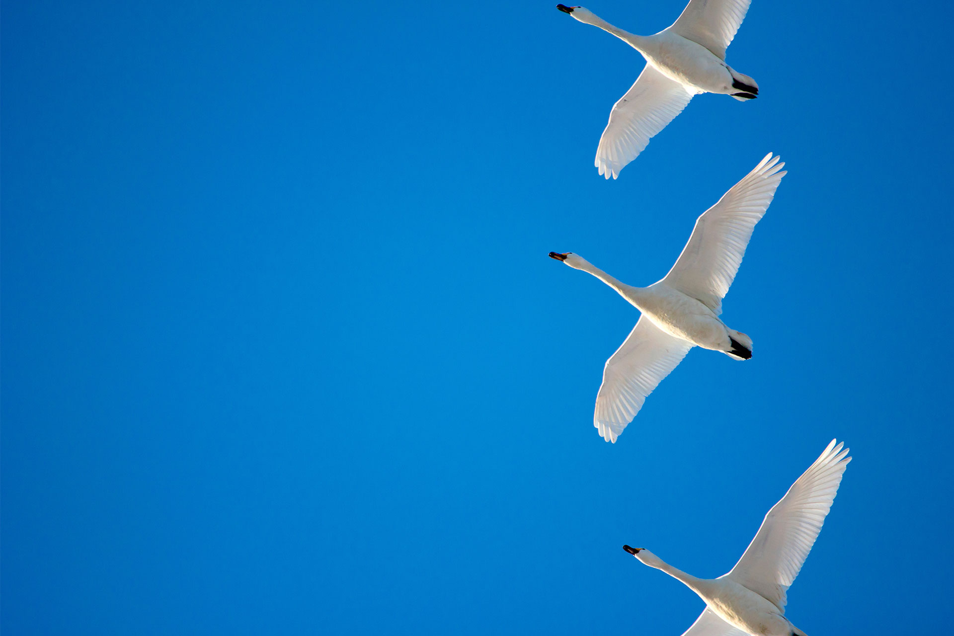 A Guide To SEO Migration