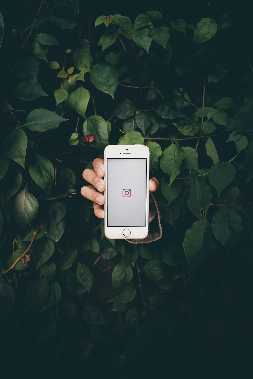 Hand holding a smartphone with Instagram opened on the screen, surrounded by green foliage.